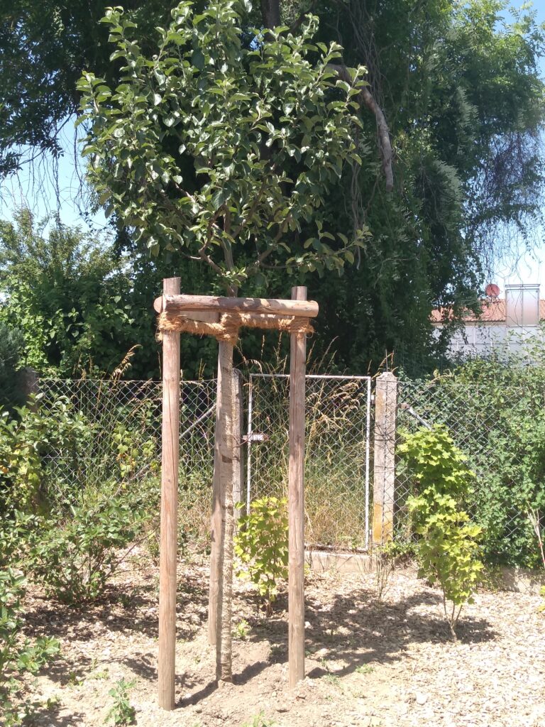 Schulgarten3