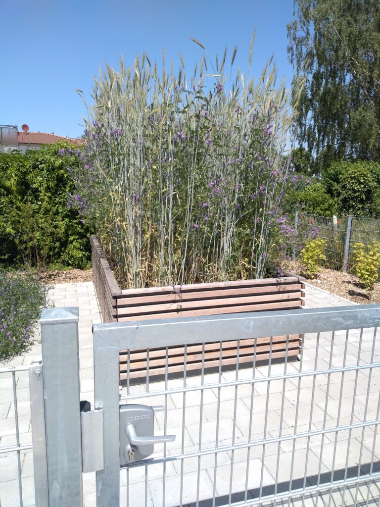 Schulgarten4