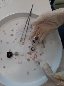 Bio 4