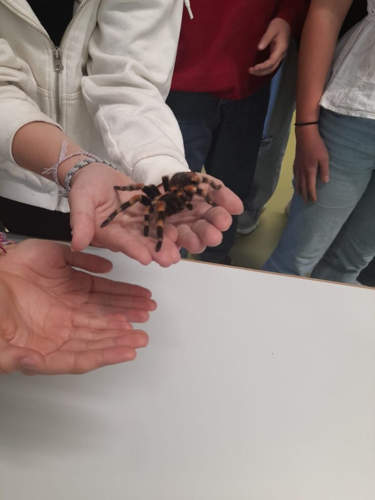 Spinne