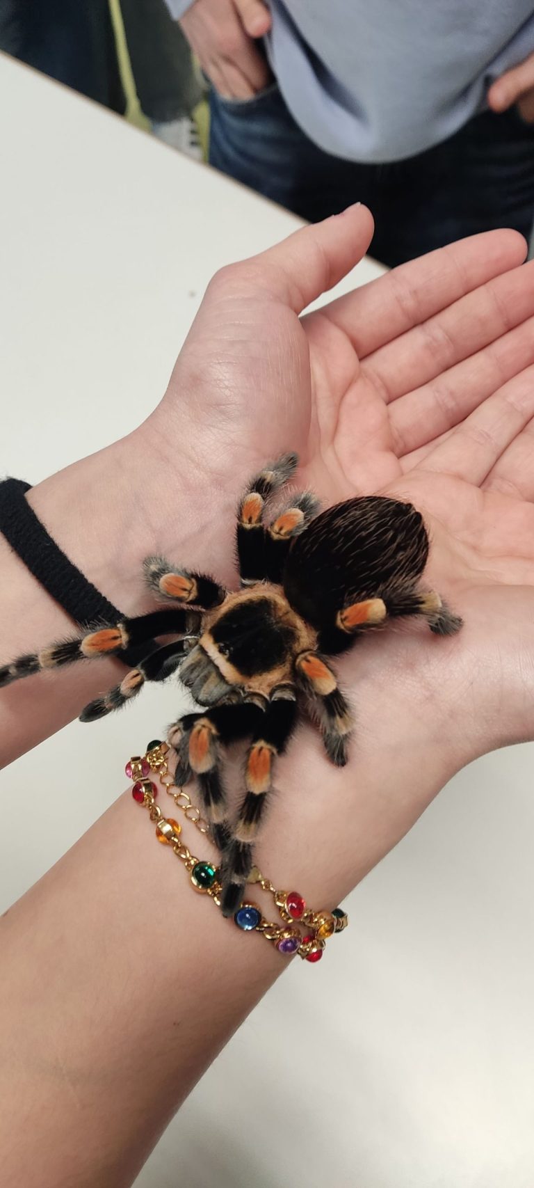Spinne